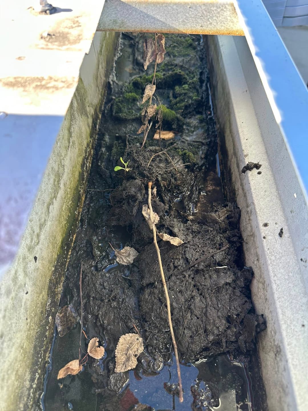Clogged gutter showing leaves, dirt, and stagnant water.